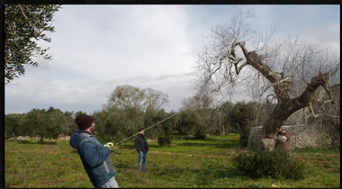 Save the Olives Xylella